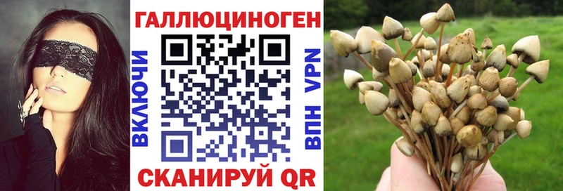 Псилоцибиновые грибы Psilocybe Сорочинск
